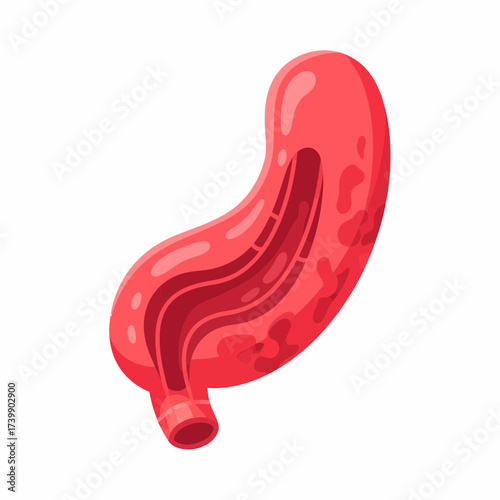 Stylized Anatomical Illustration of a Human Stomach with Detailed Internal Structure.