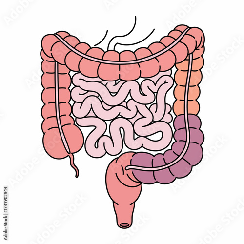 Stylized Human Digestive System Illustration with Colon Small Intestine and Stomach.
