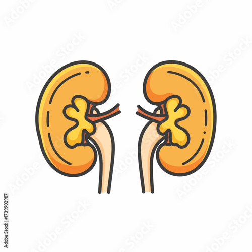 Stylized Human Kidneys with Ureters Renal Pelvis and Distinct Cortical Texture.