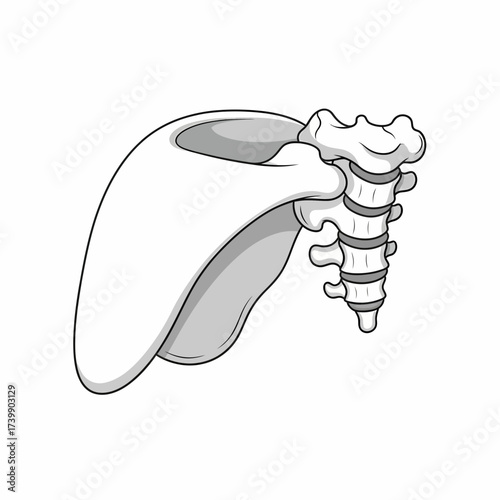 Stylized Scapula and Cervical Vertebrae Illustration with Gray Shading and Black Outlines.