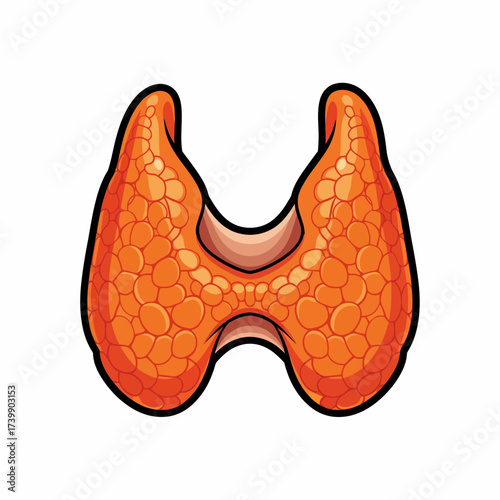 Stylized Thyroid Gland Illustration with Orange Lobes and Black Outline.