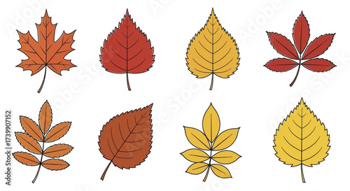 Collection of colorful autumn leaves illustration set on white background.