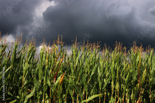 Close-up of dark storm clouds over green corn field. Agricultural landscape on summer