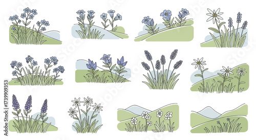 Set of handdrawn alpine wildflowers Collection of various mountain flowers including edelweiss gentian and forgetmenots in a simple doodle style.