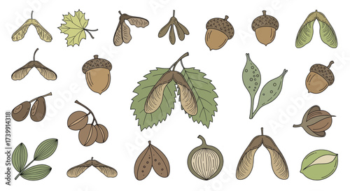 Handdrawn botanical set of various tree seeds and leaves.