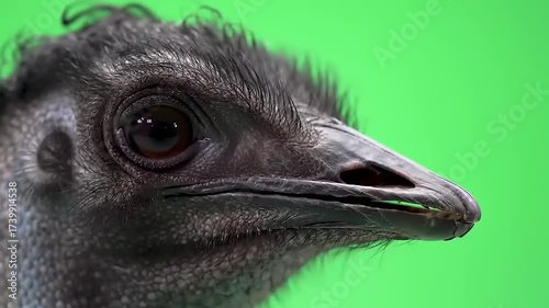 Close-up of an Emu's Face Against a Green Background