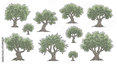 Collection of handdrawn olive trees isolated on white background.