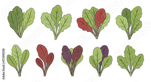 Set of colorful leafy greens illustration isolated on white background.