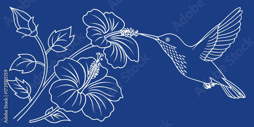 Minimalist one-line drawing of hummingbird sipping nectar from hibiscus blooms, outline vector design on blue background.