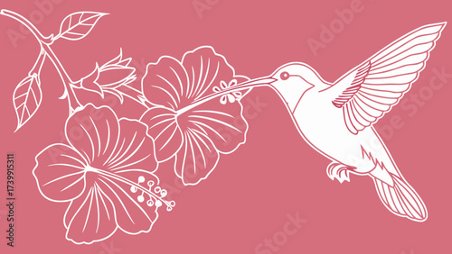 Minimalist one-line drawing of hummingbird sipping nectar from hibiscus blooms, outline vector design on pink background.