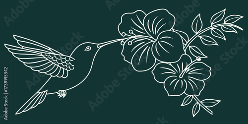 Minimalist one-line drawing of hummingbird sipping nectar from hibiscus blooms, outline vector design on dark green background.