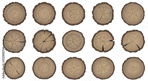 A collection of fifteen tree trunk crosssections showing annual growth rings and bark.
