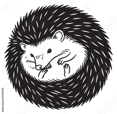 Black outline drawing of a curled-up hedgehog with detailed spines and a visible face, showcasing intricate linear artistry.