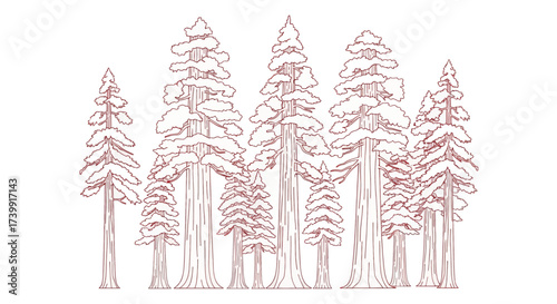 Elegant contour drawing of a California redwood and sequoia grove.