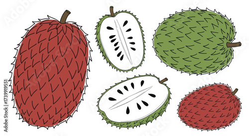 Vector illustration set of soursop and rambutan fruits isolated on white background.