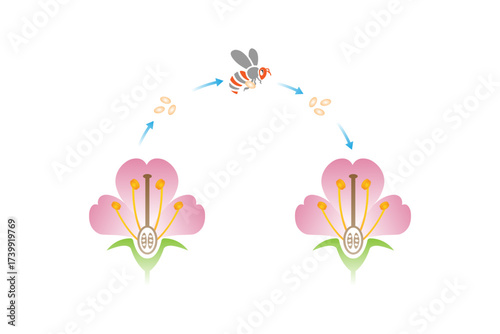 Pollination Process Science Design. Vector Illustration.