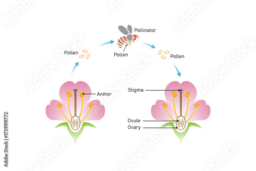 Pollination Process Science Design. Vector Illustration.