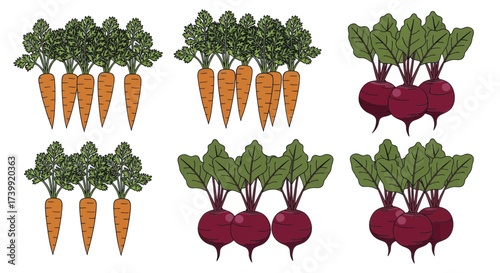 Collection of fresh carrot and beetroot vegetable illustrations.