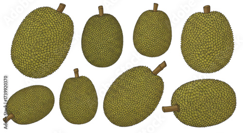 Set of whole jackfruit vector illustrations isolated on white background.