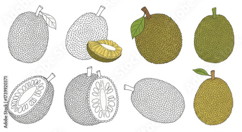 Set of jackfruit illustrations whole fruit and sliced cross section in color and outline style.