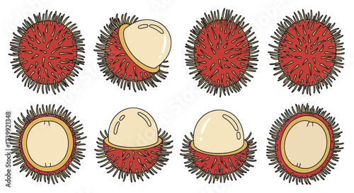 Set of exotic rambutan fruit illustrations whole and peeled.