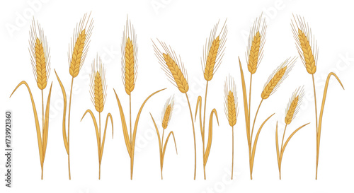 A collection of golden wheat ears illustration isolated on a white background.