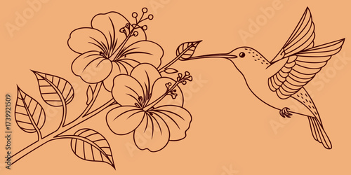 Minimalist one-line drawing of hummingbird sipping nectar from hibiscus blooms, outline vector design on orange background.