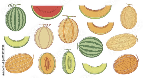 Vector set of whole and sliced melons including watermelon and cantaloupe.