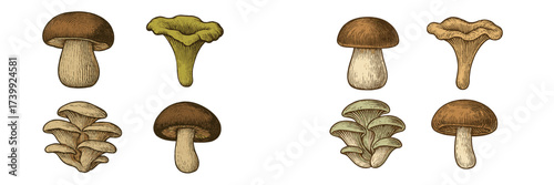 Collection of various edible fungi including boletus, chanterelle, and oyster mushrooms in a vintage engraved style