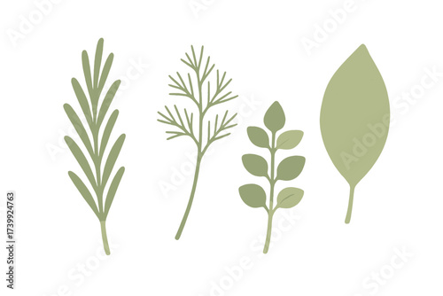 Assortment of green botanical leaves and fresh herbs including rosemary, dill, and bay leaf on a clean white background