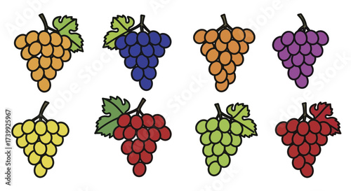 Set of colorful grape bunches vector illustration isolated on white background.