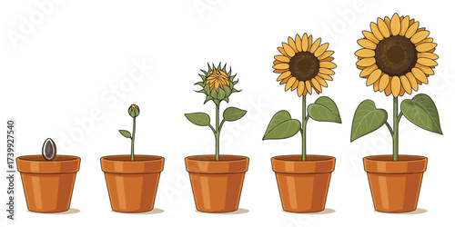 Sunflower Growth Stages in Brown Pots Isolated on White Background Illustrating Plant Life Cycle and Development Process