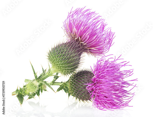 Bilde på lerret Milk thistle flowers isolated on a white background