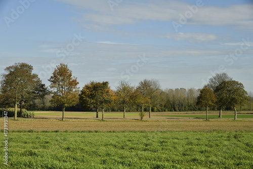 Platanes en rangées longeant les terrains labouré en automne à Ghislenghien (Ath)