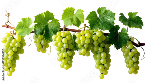 Branch of fresh, ripe green grapes with leaves, cut-out