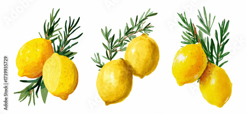 Watercolor set of lemons with a sprig of rosemary. Yellow lemons with green rosemary. Ingredients for cooking. Lemons with spices for limoncello and dishes.
