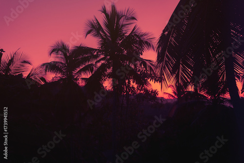Silhouetted Palm Trees Against Vibrant Pink Sunset Sky in Tropical Paradise