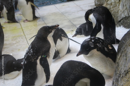 アデリーペンギン