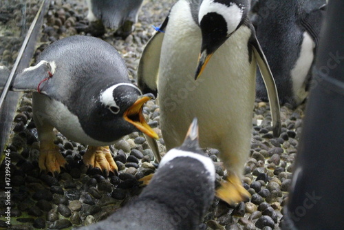 ジェンツーペンギン