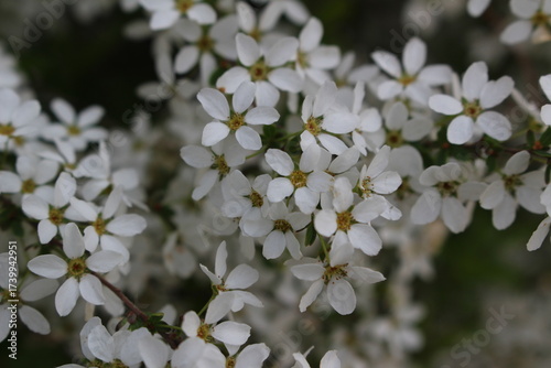 apple tree blossom