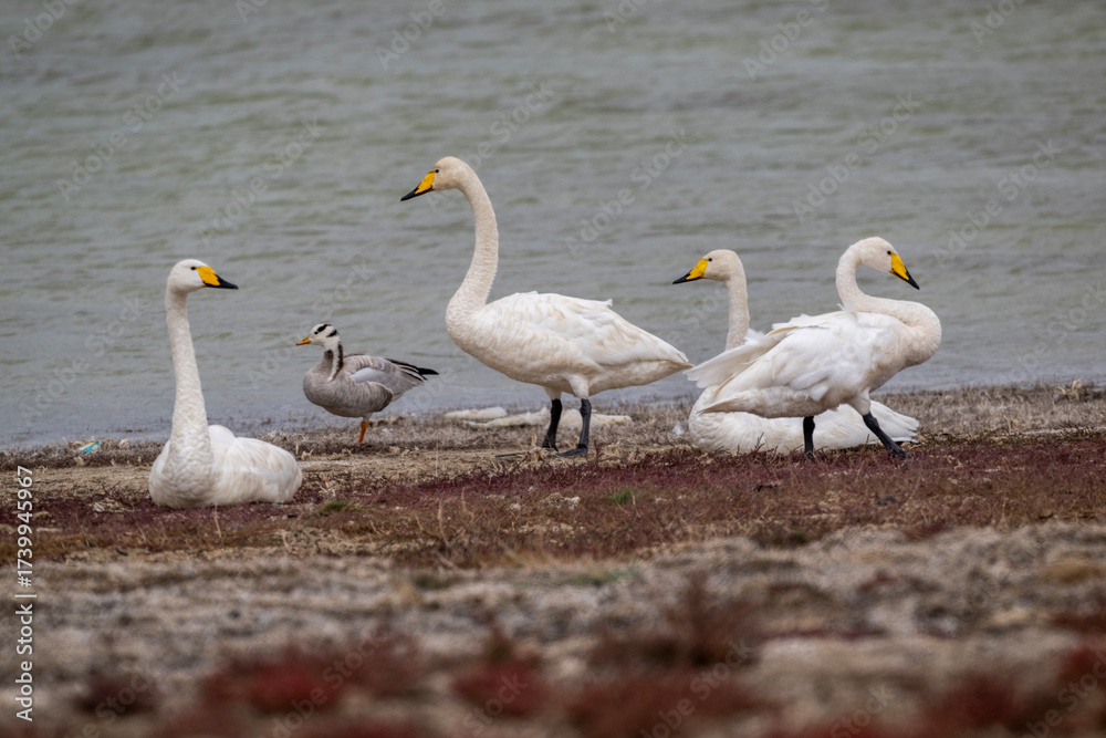Fototapeta premium White mute swans near a lake in early autumn in Altai
