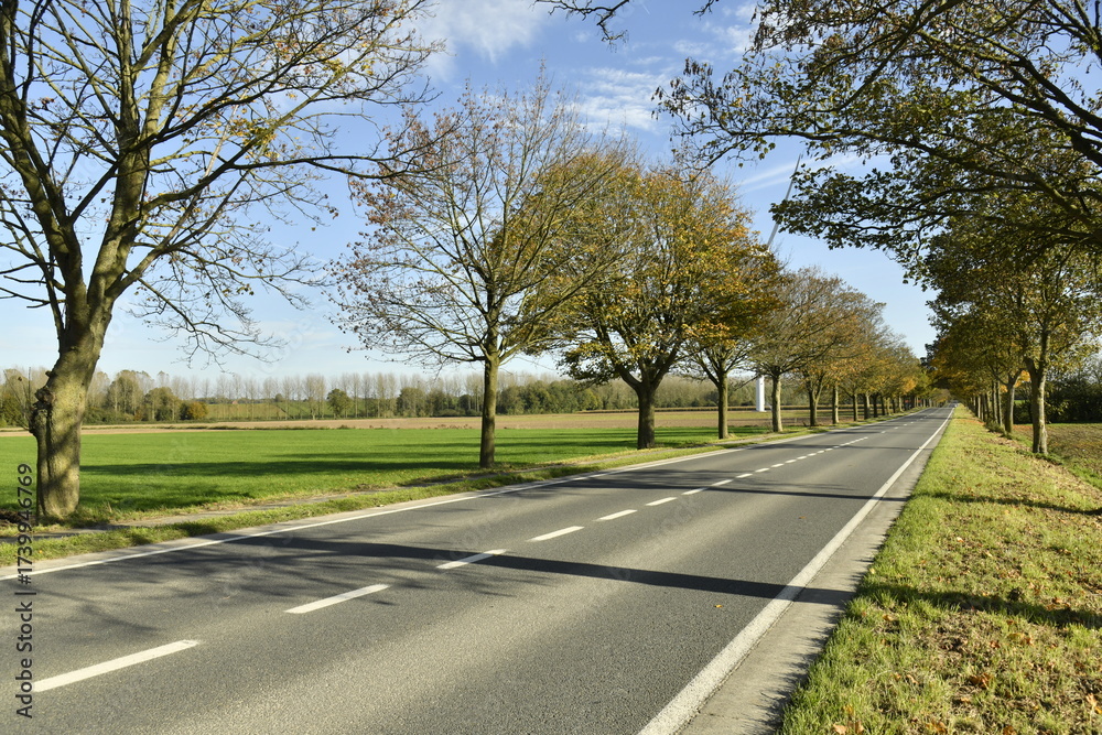 Fototapeta premium Couleurs de l'automne des arbres le long d'une route en pleine campagne à Ghislenghien (Ath) 