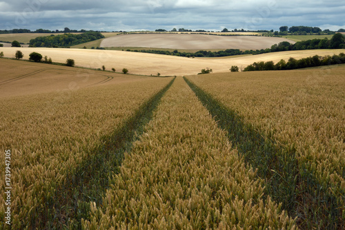 Wheat ripening in fields, East Garston, Berkshire, England, United Kingdom, Europe