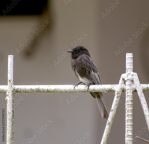 Sayornis nigricans, black phoebe perched on a white iron fence
