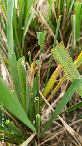 Rice ear bug (leptocorisa oratorius) on paddy leaves. paddy pest lead to crop failure.