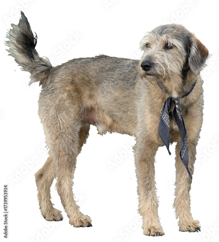 Grey street dog with blue kershief on transparet background