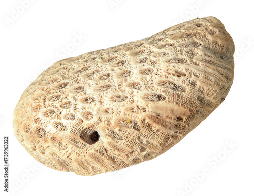 white fossil coral on transparent background