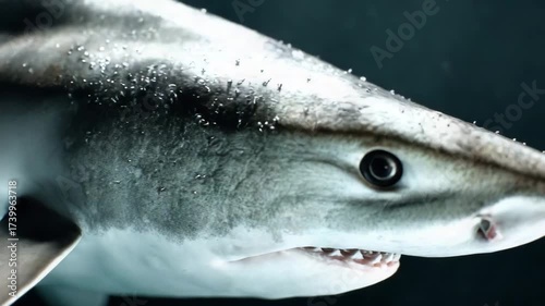 Closeup of a shark’s mouth breaking the ocean surface.