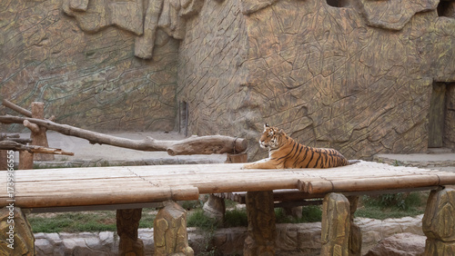 tiger lounging on wooden platform at zoo