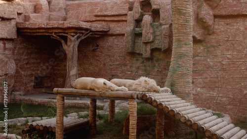 lions resting in zoo enclosure